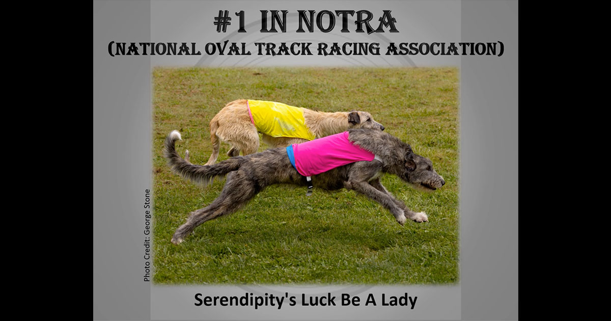 Top Performance Irish Wolfhounds in 2025