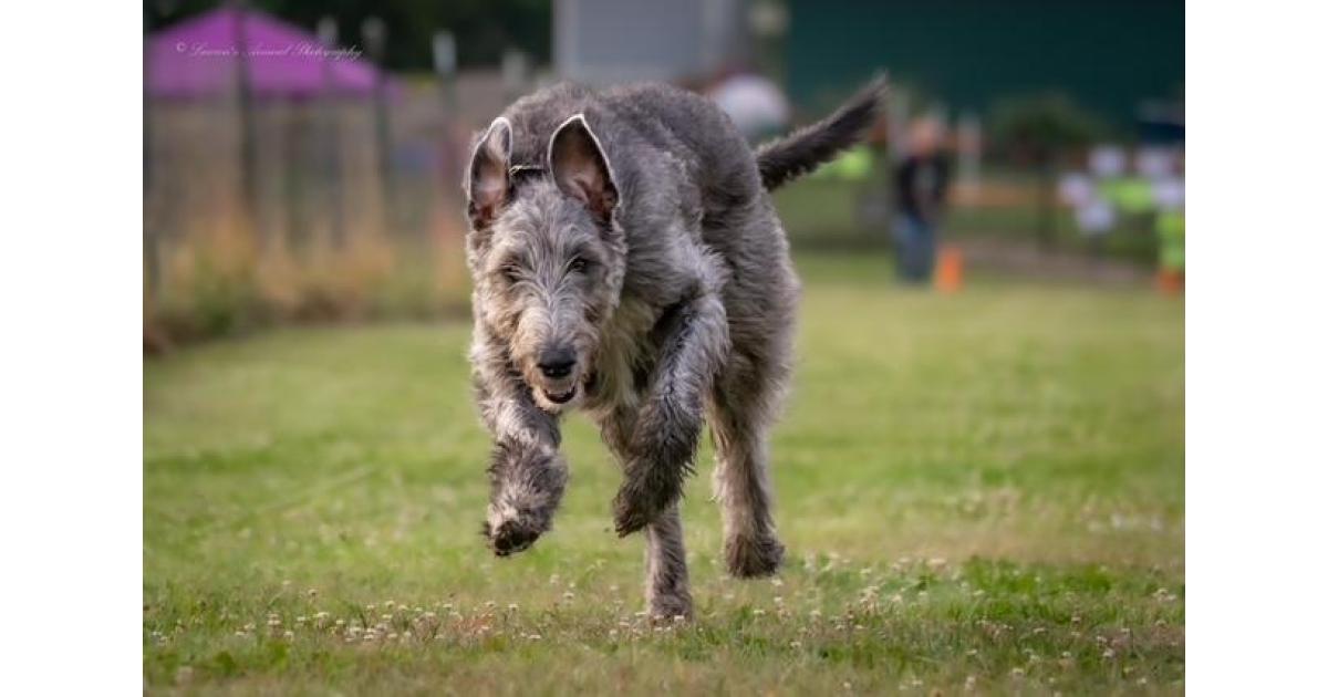 Lady Jupiter Of Glencairn CD RM3 RAE2 RC SWA CGCA TKI ATT FITS & CH RACH Howlin's MB Tipitina Rose CD BN RM6 RAE2 OJP BCAT CGC TKN