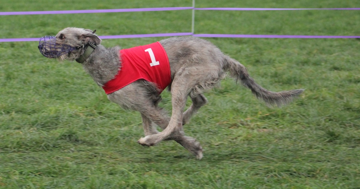 #1 Alloy (photo credit: L. Christine Savolainen)