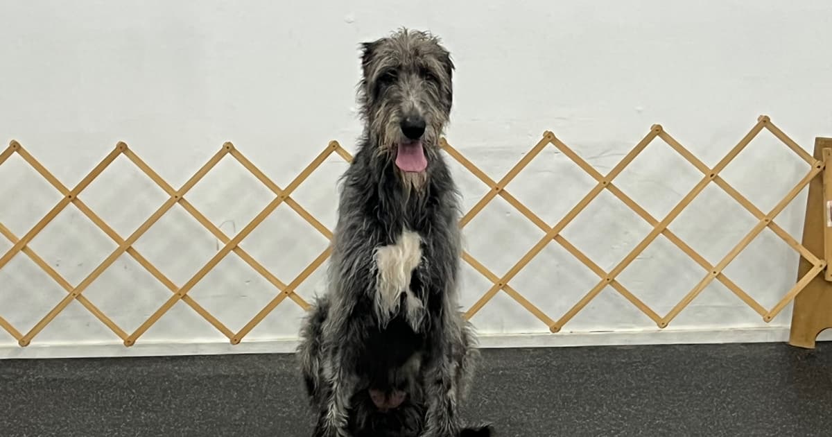 June waiting for the recall