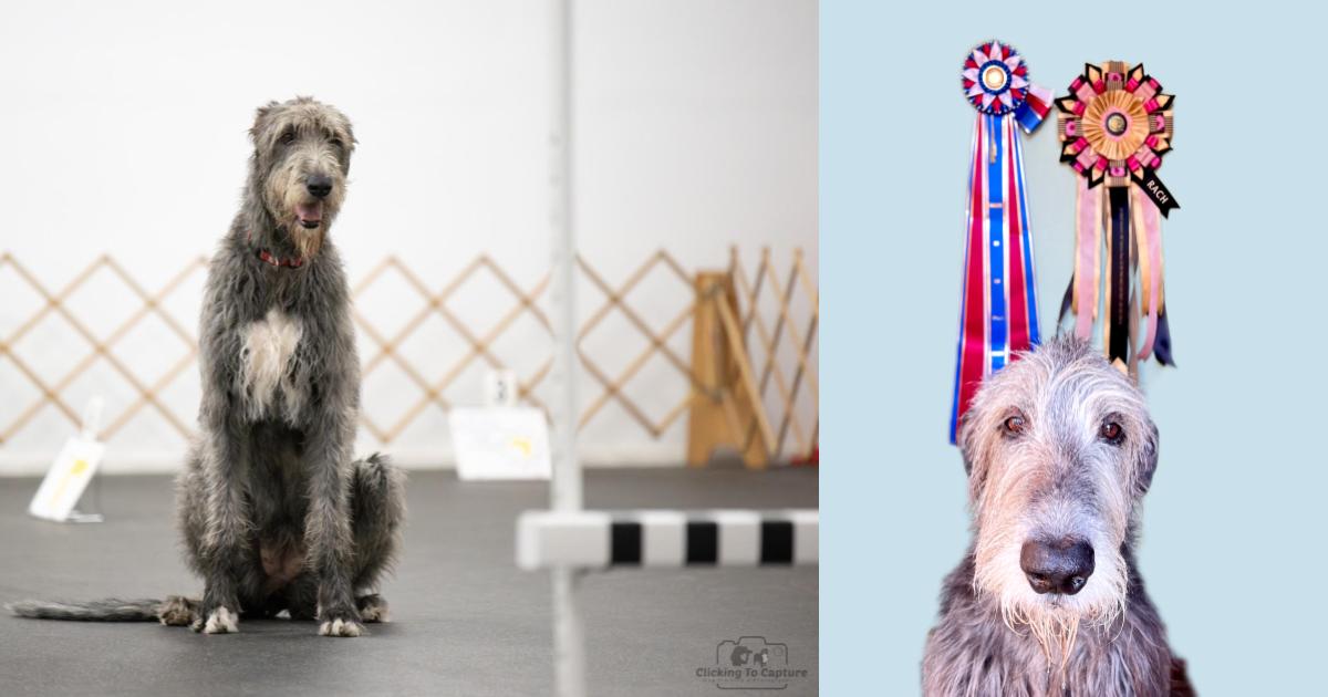 Lady Jupiter Of Glencairn CD RM3 RAE2 RC SWA CGCA TKI ATT FITS & CH RACH Howlin's MB Tipitina Rose CD BN RM6 RAE2 OJP BCAT CGC TKN