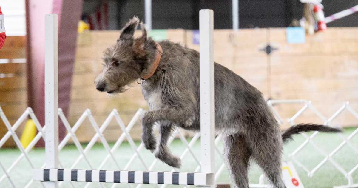 Lady Jupiter Of Glencairn RA SWN CGC TKN FITB