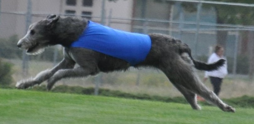 CH Rysheron's We'll Always Have Paris FCh BN DCAT CGC ATT 