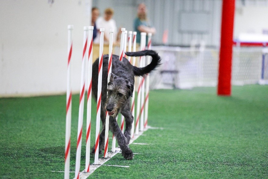 Howlin's Evangeline Pick Up The Line