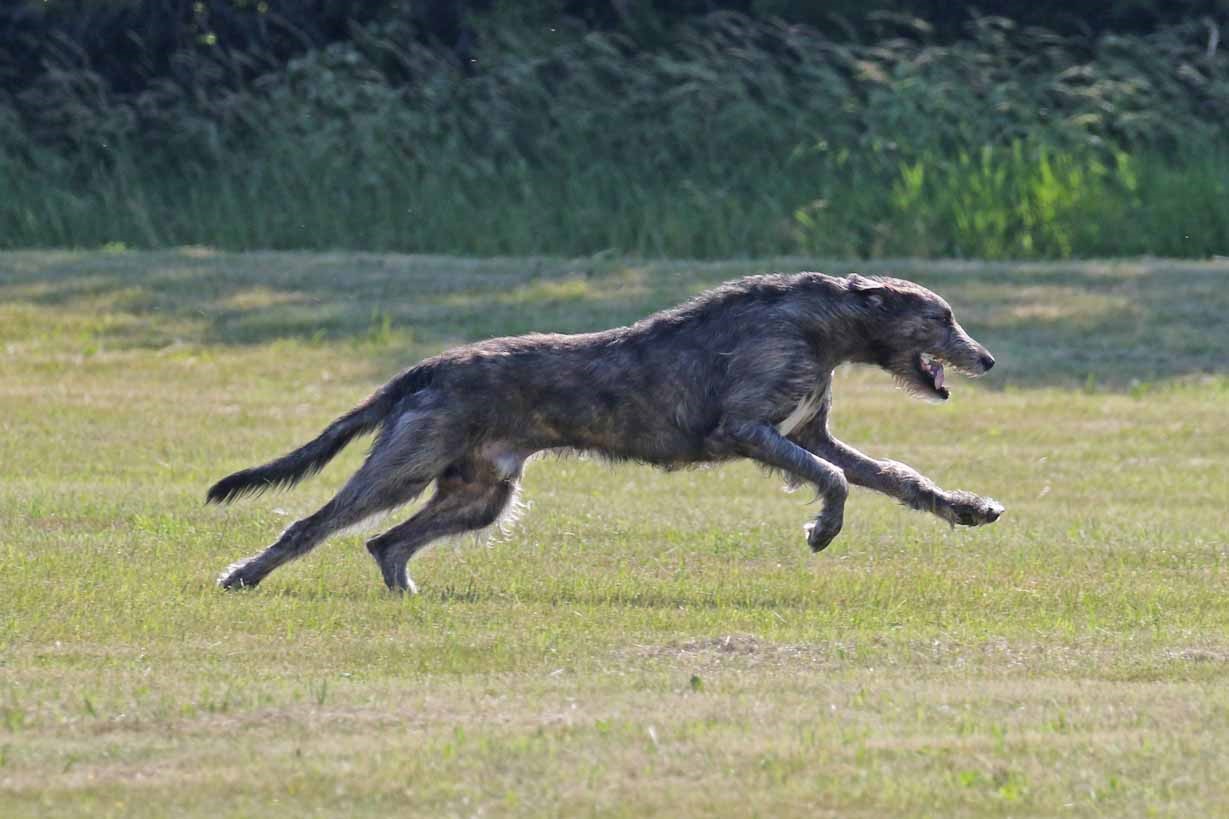 Howlin's Satchmo The Nearness Of You SHDN SCN SIN JC BCAT CGC TKI